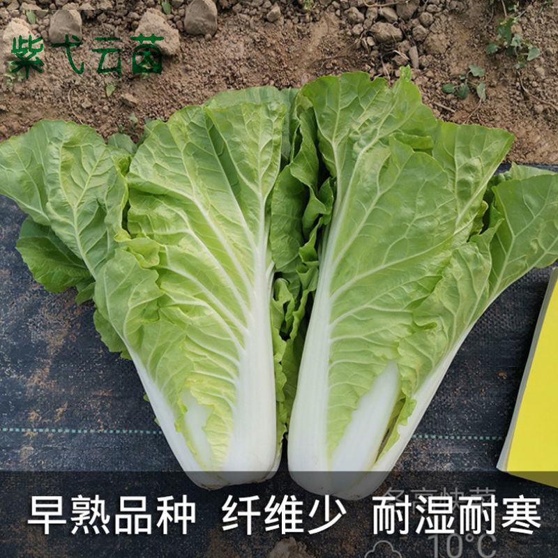 快菜种子高产小白菜籽奶油小白菜种籽苗春秋冬季青蔬菜菜种籽