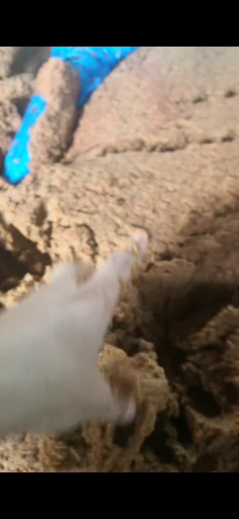 山楂渣吨包箱带内衬吨包袋密封非常好11111111111