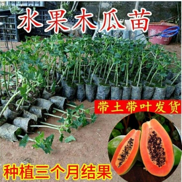 水果木瓜苗树矮化黄金木瓜苗四季南北方种植盆栽阳台当年结果