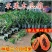 水果木瓜苗树矮化黄金木瓜苗四季南北方种植盆栽阳台当年结果