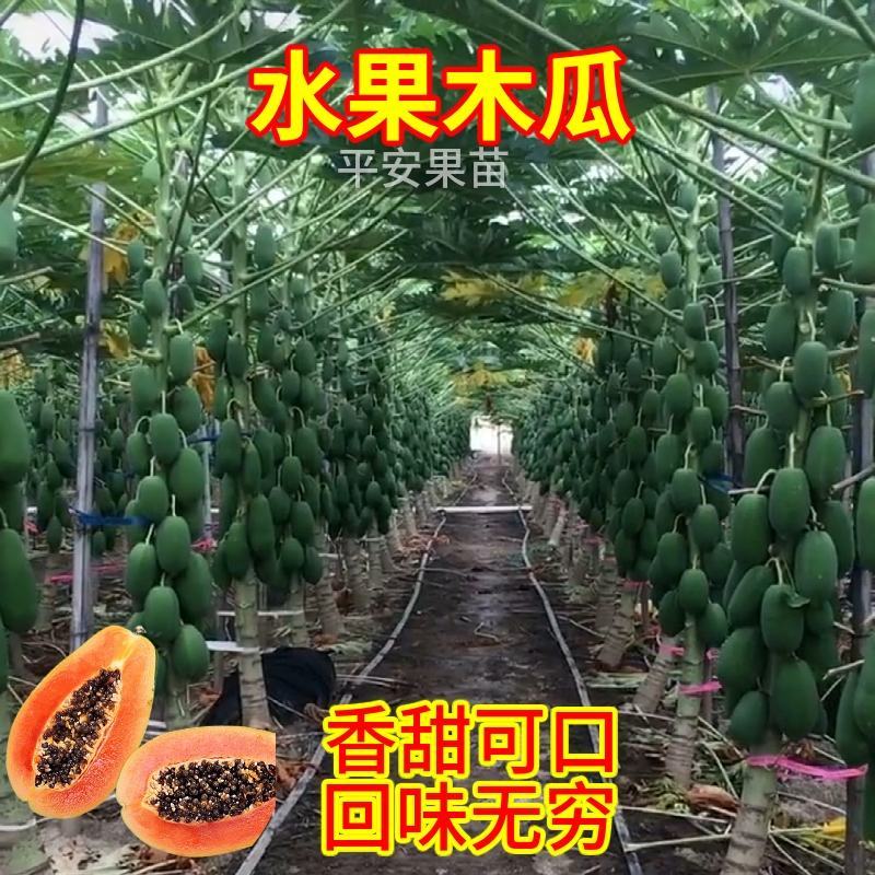 水果木瓜苗树矮化黄金木瓜苗四季南北方种植盆栽阳台当年结果