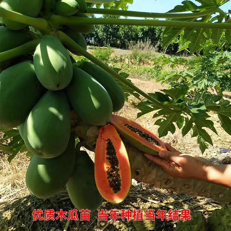 水果木瓜苗树矮化黄金木瓜苗四季南北方种植盆栽阳台当年结果
