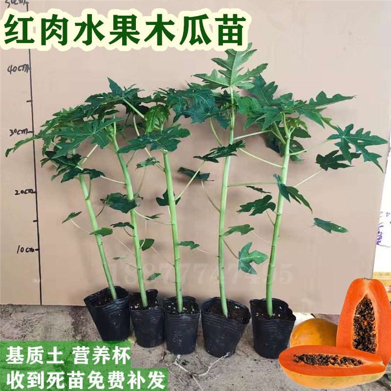 水果木瓜苗树矮化黄金木瓜苗四季南北方种植盆栽阳台当年结果