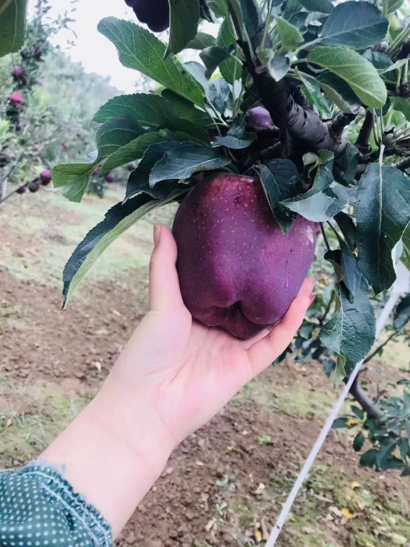 甘肃花牛苹果