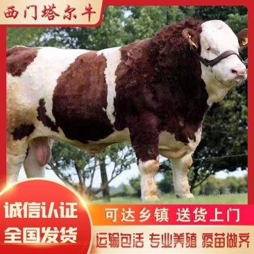 牛犊黑牛品种价格优惠自由挑选活动付款
