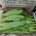 油麦