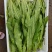 油麦