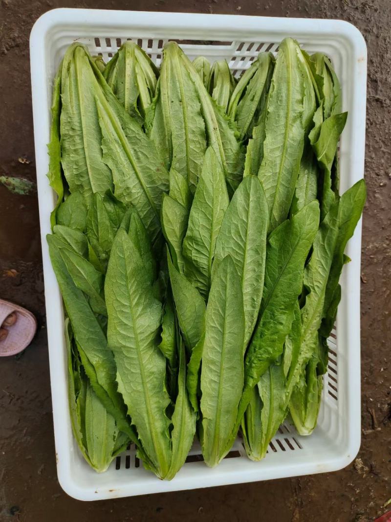 油麦
