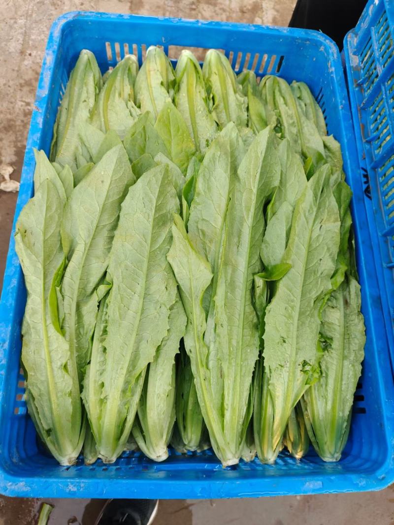 油麦