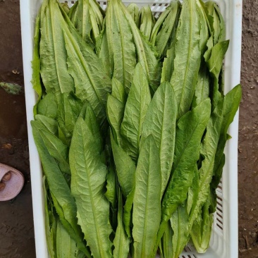 油麦