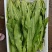 油麦