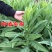 宫廷贡菜种子山蜇菜响菜种子四季高产耐寒抗热蔬菜种子菜籽菜