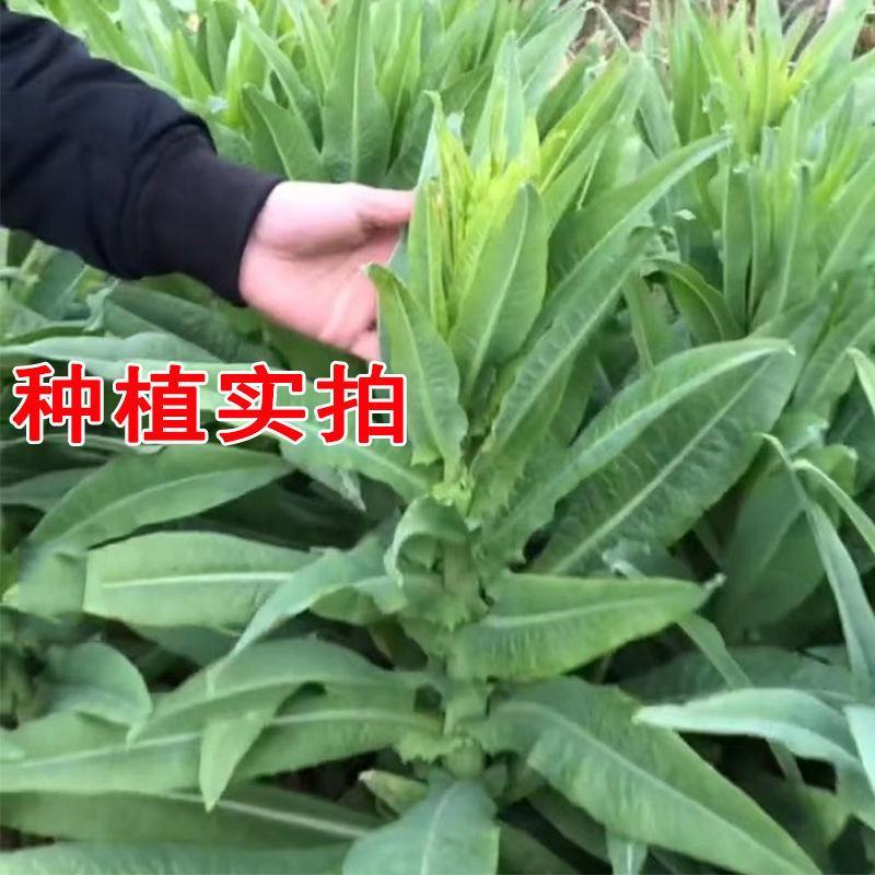 宫廷贡菜种子山蜇菜响菜种子四季高产耐寒抗热蔬菜种子菜籽菜