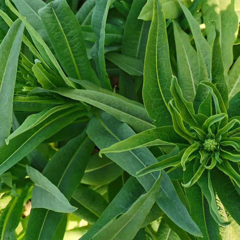 宫廷贡菜种子山蜇菜响菜种子四季高产耐寒抗热蔬菜种子菜籽菜