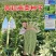 宫廷贡菜种子山蜇菜响菜种子四季高产耐寒抗热蔬菜种子菜籽菜