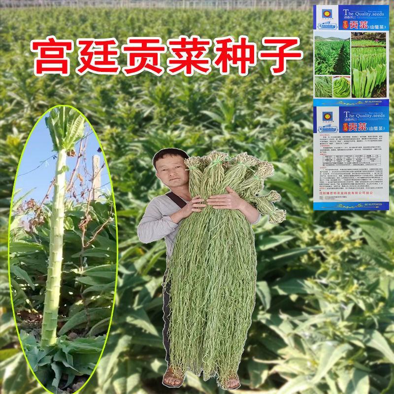 宫廷贡菜种子山蜇菜响菜种子四季高产耐寒抗热蔬菜种子菜籽菜