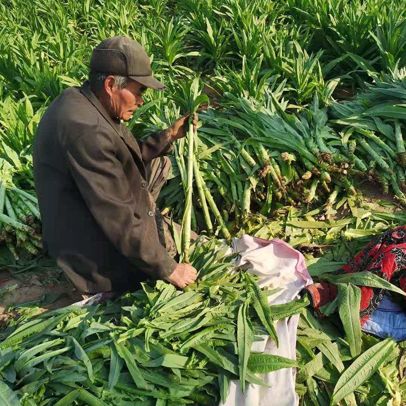 宫廷贡菜种子山蜇菜响菜种子四季高产耐寒抗热蔬菜种子菜籽菜
