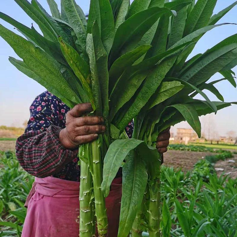 宫廷贡菜种子山蜇菜响菜种子四季高产耐寒抗热蔬菜种子菜籽菜