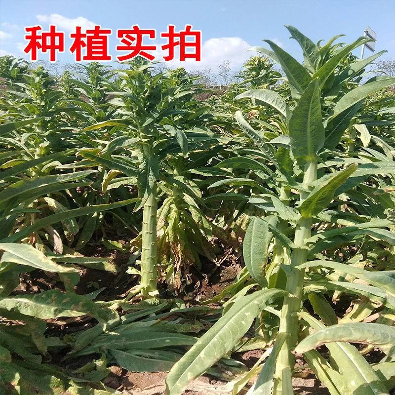 宫廷贡菜种子山蜇菜响菜种子四季高产耐寒抗热蔬菜种子菜籽菜
