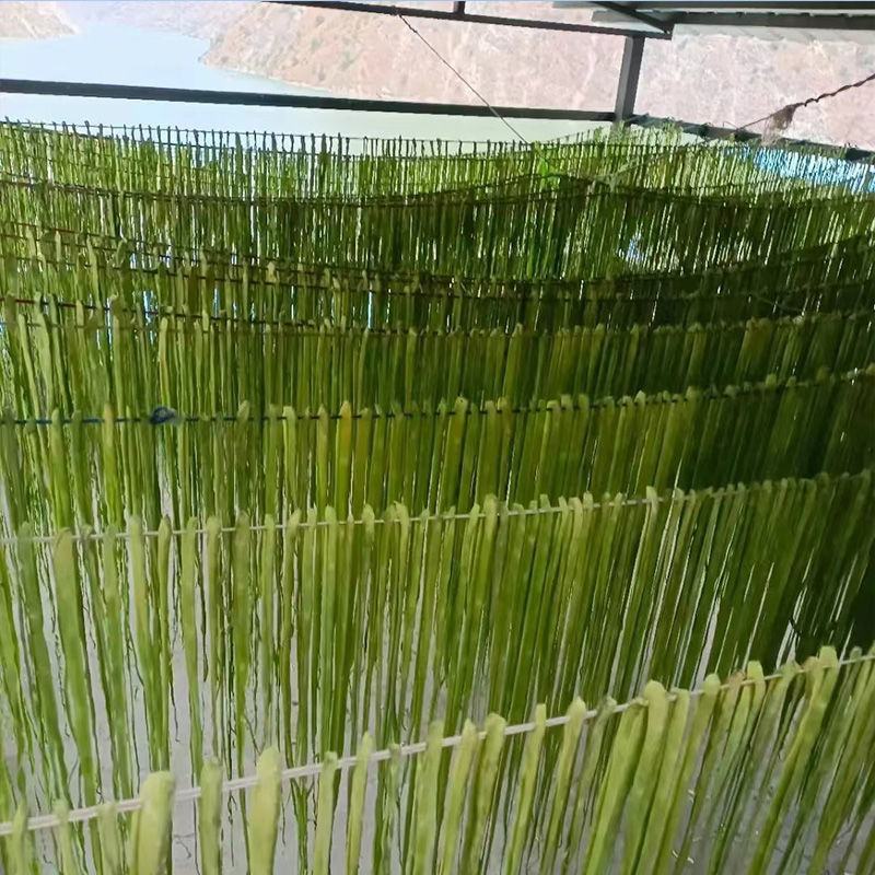 宫廷贡菜种子山蜇菜响菜种子四季高产耐寒抗热蔬菜种子菜籽菜
