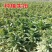 宫廷贡菜种子山蜇菜响菜种子四季高产耐寒抗热蔬菜种子菜籽菜