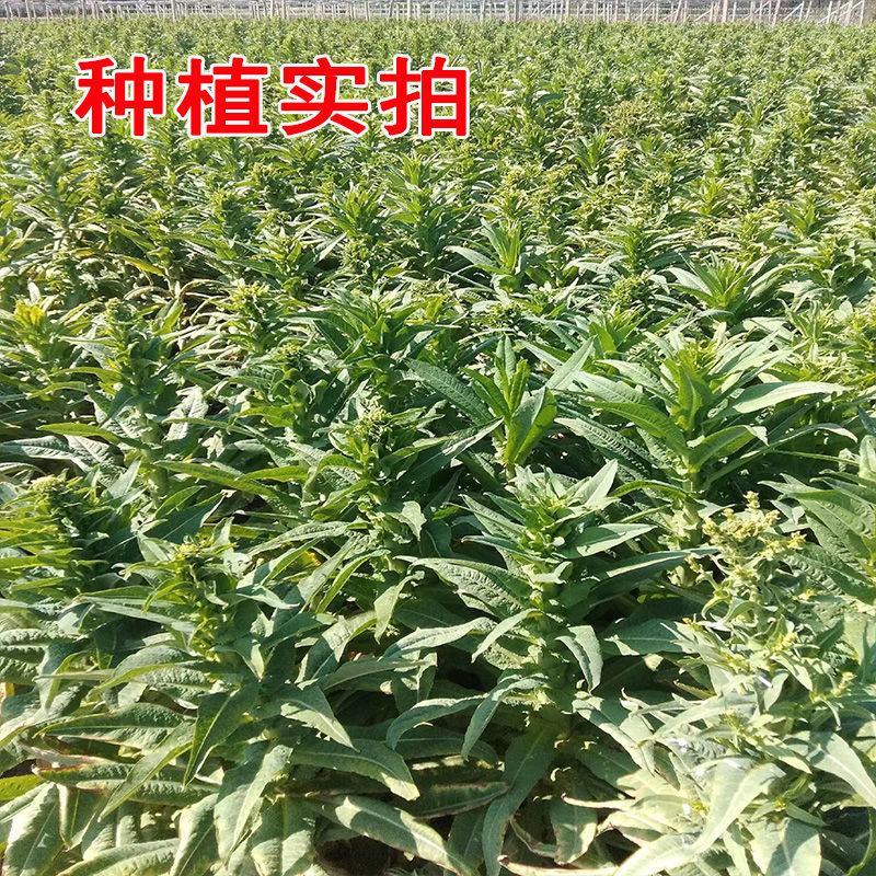 宫廷贡菜种子山蜇菜响菜种子四季高产耐寒抗热蔬菜种子菜籽菜
