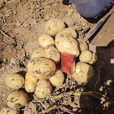 黄心土豆大量上市产地发货量大从优欢迎来电