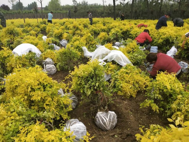 金叶榆金叶榆树苗杯苗金叶榆球高杆垂榆各种规格