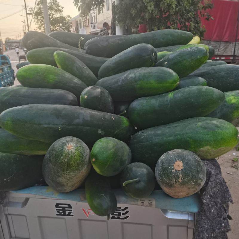 安徽地冬瓜大量供应！产地直销支持视频看货