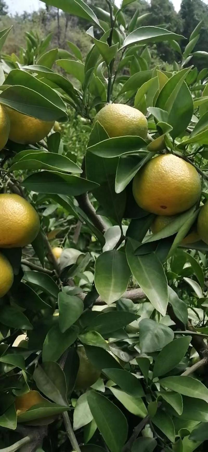 资阳柑桔-普早蜜橘新鲜采摘皮薄多汁欢迎采购