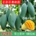 芒树苗金黄芒果苗桂七芒果苗台农芒果苗品
