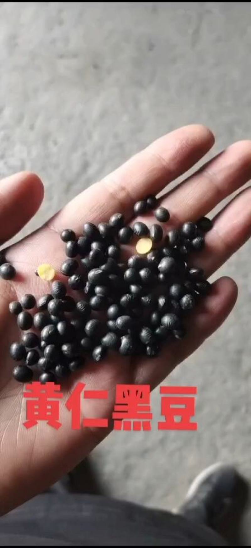黑豆现货批发（黄仁、青仁，绿芯、大粒、中粒、小粒）黑豆