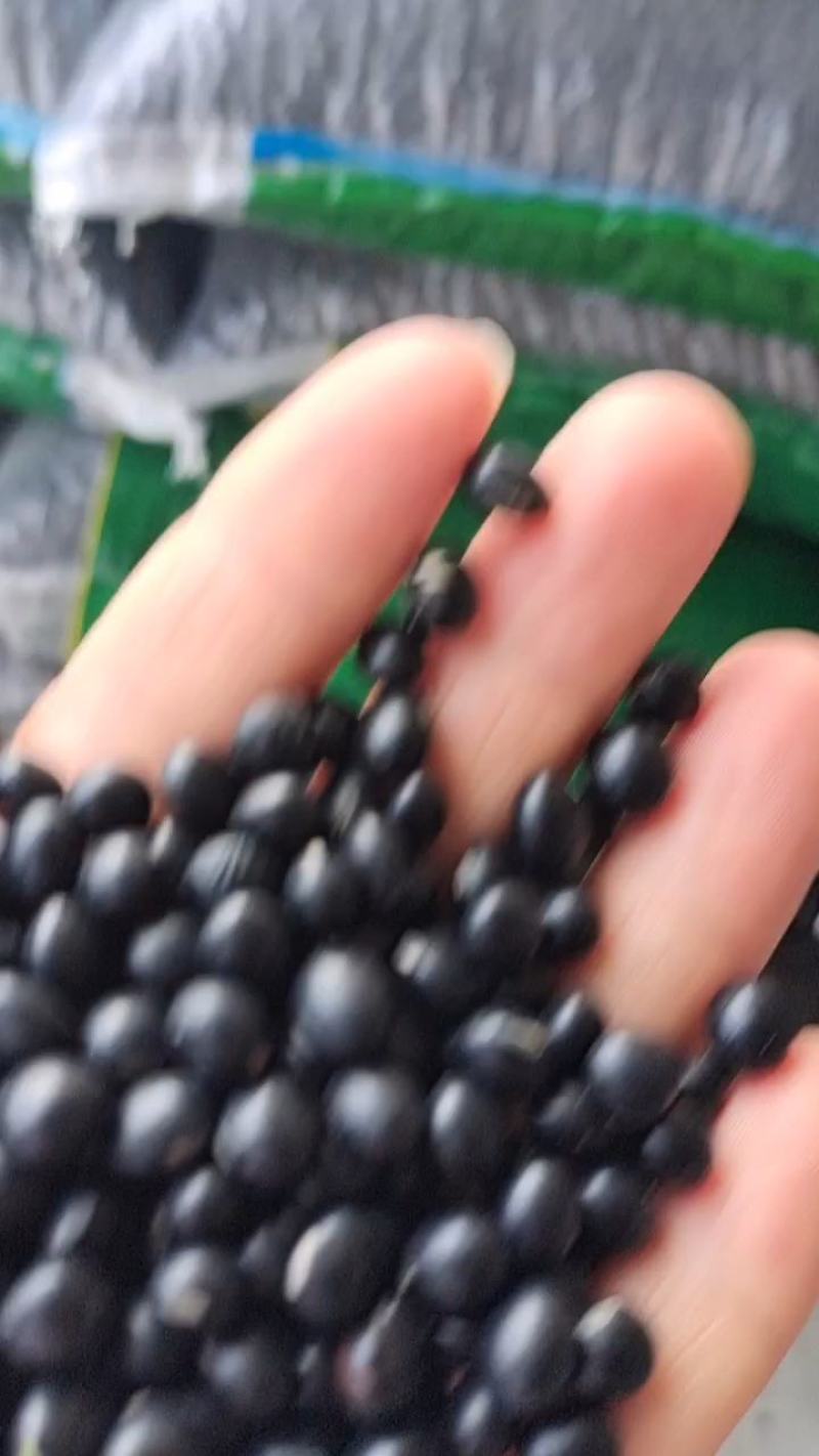黑豆现货批发（黄仁、青仁，绿芯、大粒、中粒、小粒）黑豆