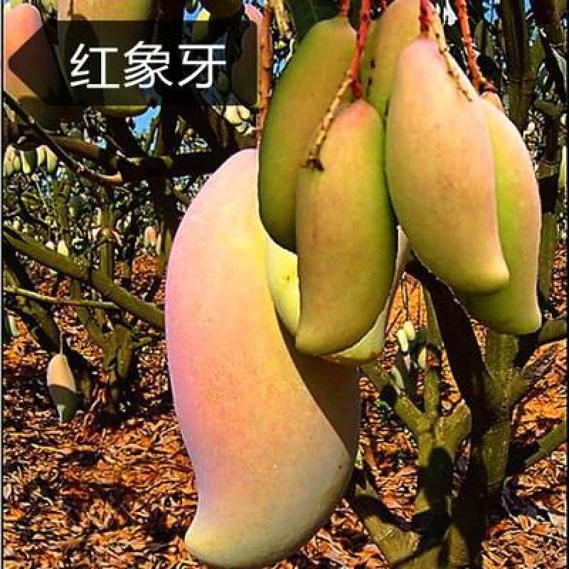 芒树苗金黄芒果苗桂七芒果苗台农芒果苗品