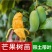芒树苗金黄芒果苗桂七芒果苗台农芒果苗品