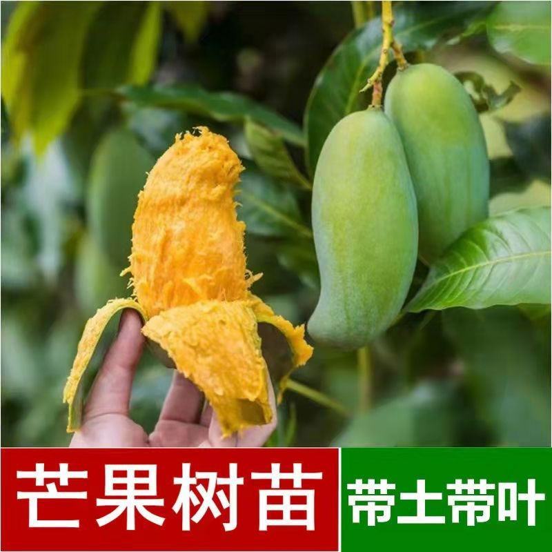 芒树苗金黄芒果苗桂七芒果苗台农芒果苗品