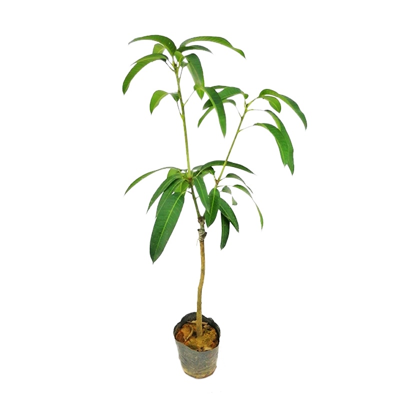 芒树苗金黄芒果苗桂七芒果苗台农芒果苗品