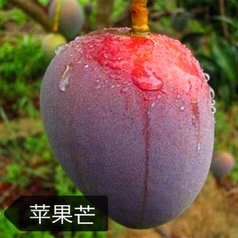 芒树苗金黄芒果苗桂七芒果苗台农芒果苗品