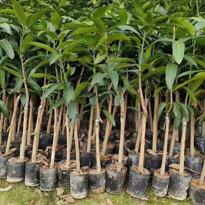芒树苗金黄芒果苗桂七芒果苗台农芒果苗品