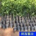 芒树苗金黄芒果苗桂七芒果苗台农芒果苗品