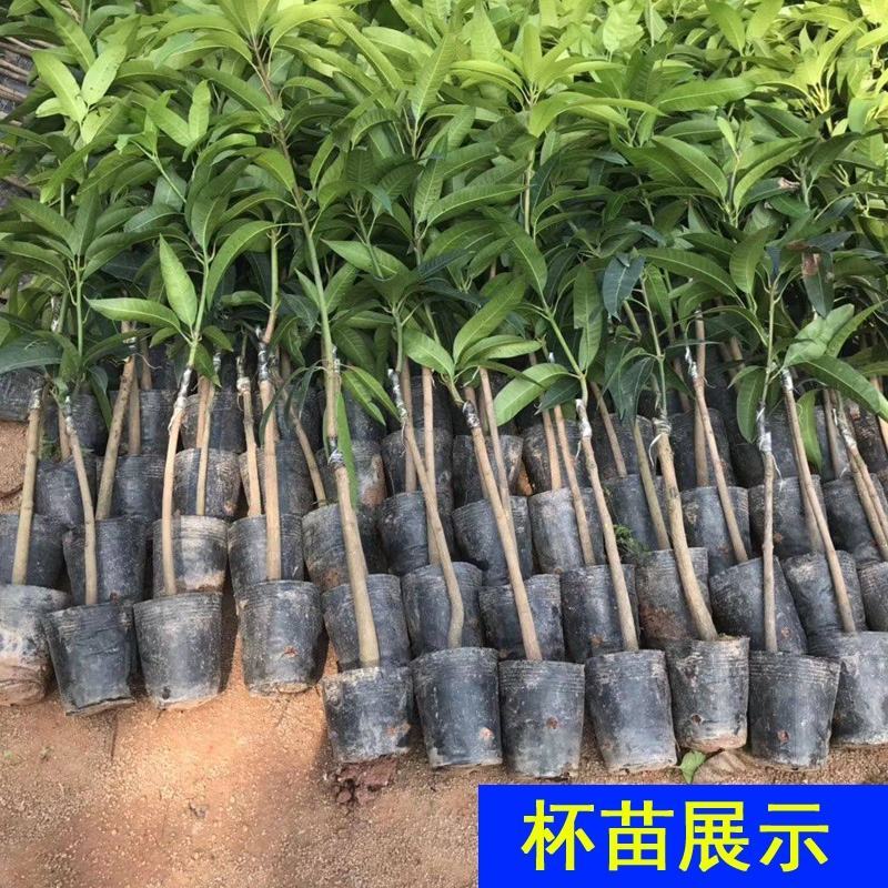 芒树苗金黄芒果苗桂七芒果苗台农芒果苗品