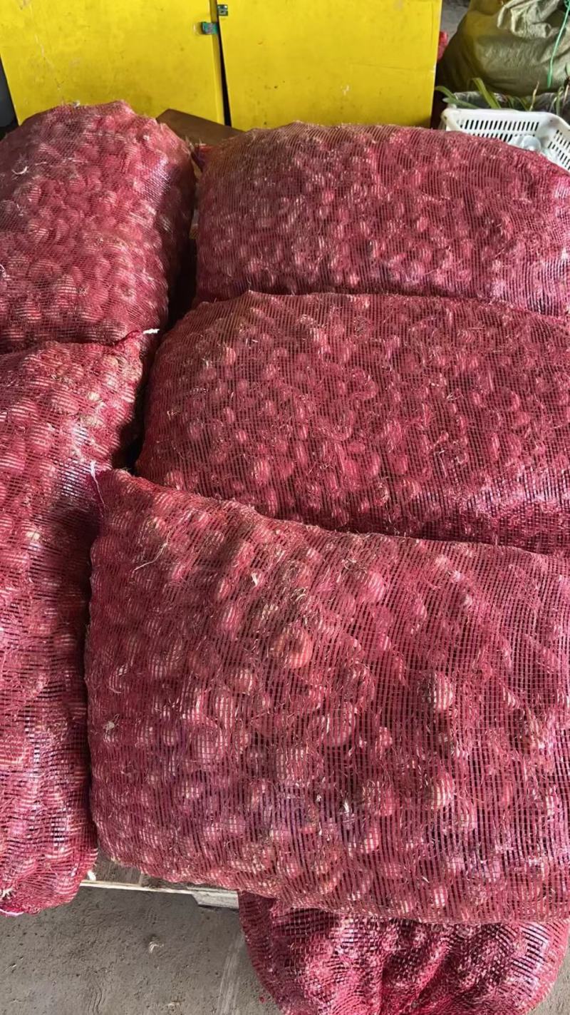藏红花种球食用药用番红花大球多年生藏红花种球基地直发包邮