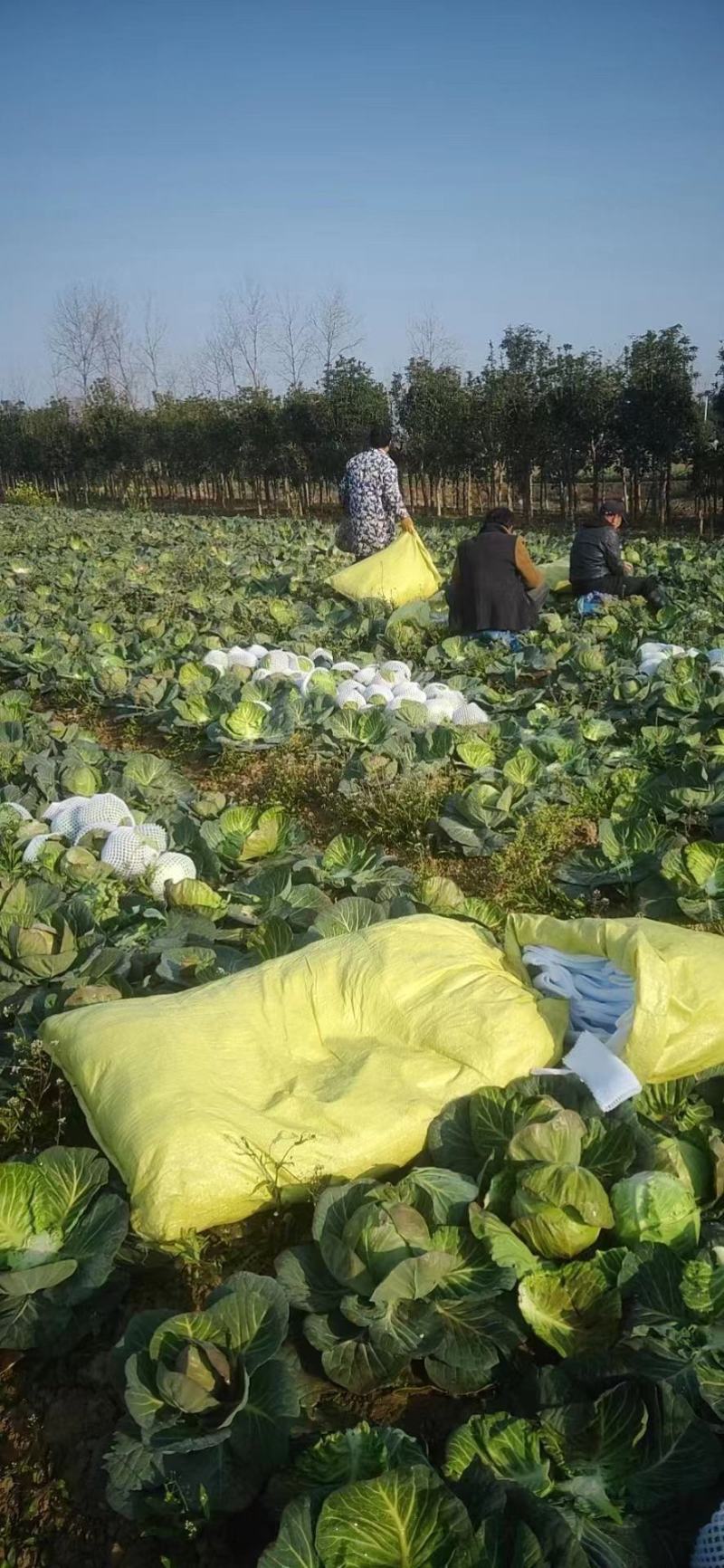 【甘蓝】湖北嘉鱼蔬菜基地圆包菜甘蓝产地直发，好货代发全国