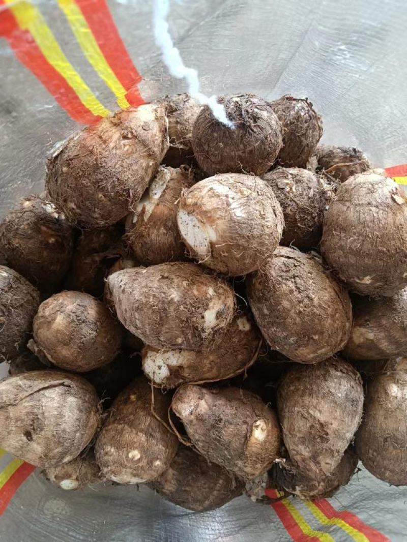 山东芋头毛芋头规格齐全货源充足人工挑选值得选购
