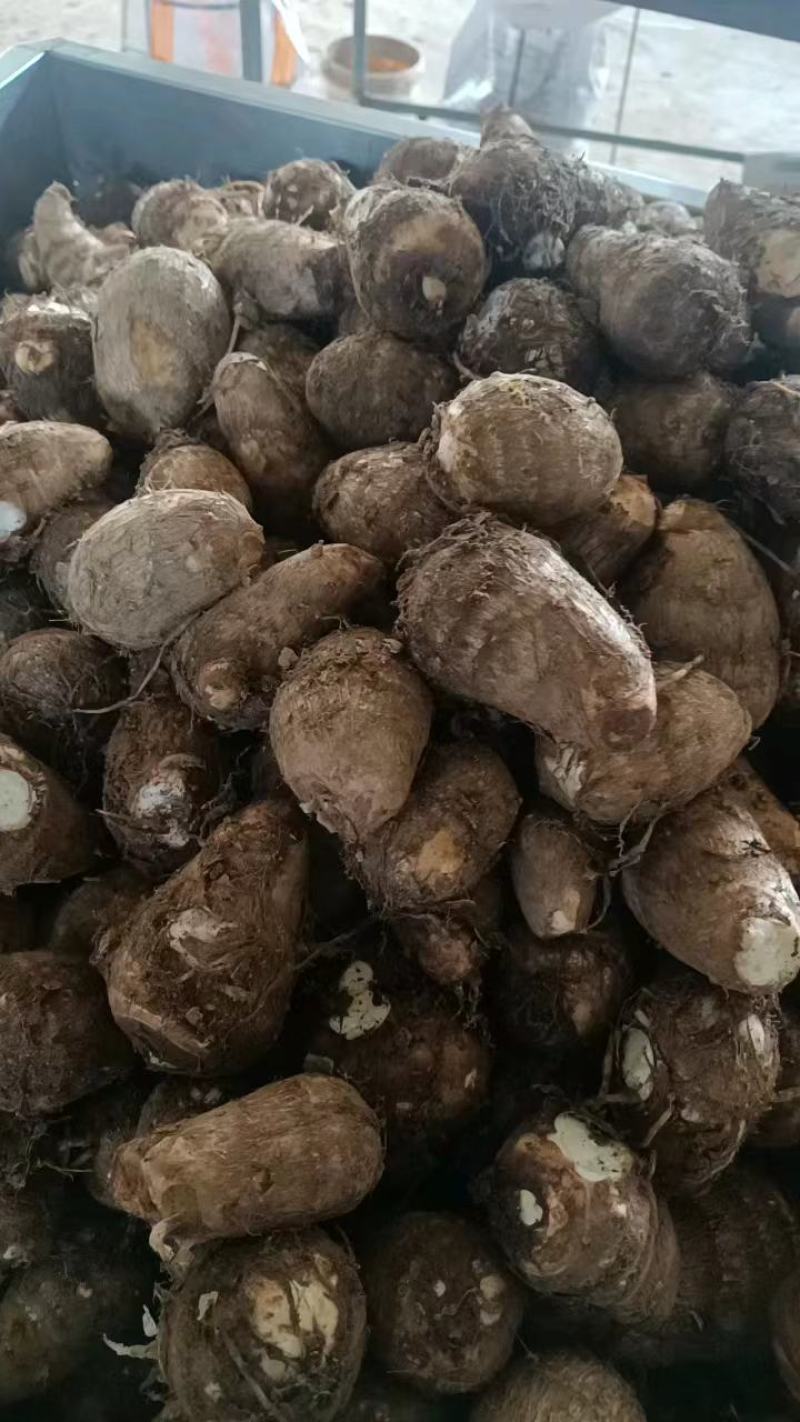 山东芋头毛芋头规格齐全货源充足人工挑选值得选购
