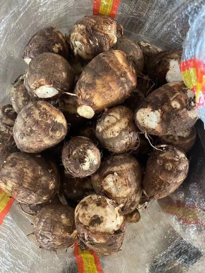 山东芋头毛芋头规格齐全货源充足人工挑选值得选购