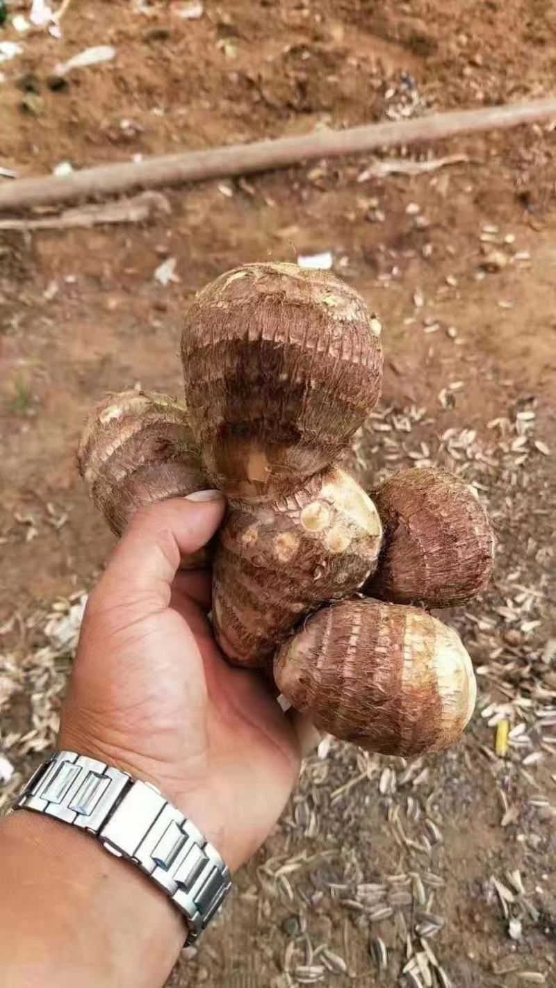 山东芋头毛芋头规格齐全货源充足人工挑选值得选购
