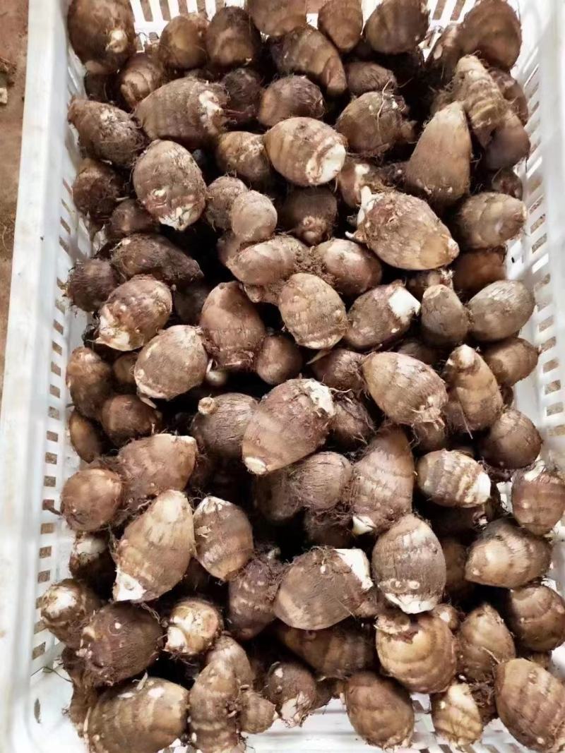 山东芋头毛芋头规格齐全货源充足人工挑选值得选购