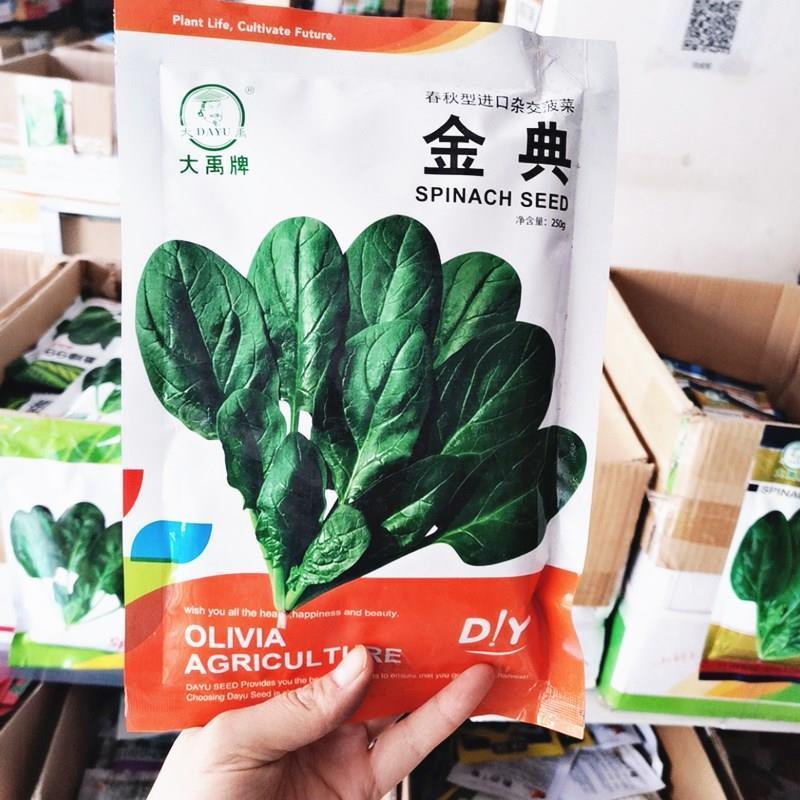 进口菠菜种子金典春秋四季杂交菠菜种子高产抗病易捆扎蔬菜种