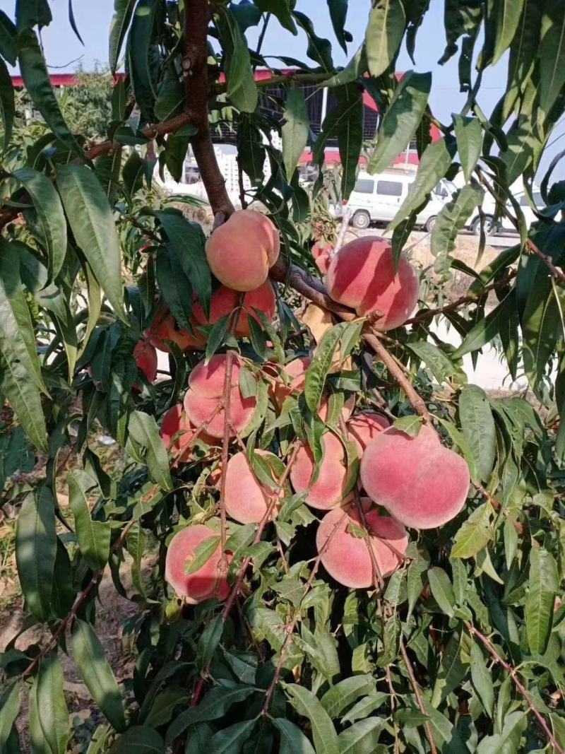 金秋红密脆甜大量上市中专业产地团队代办值得信赖欢迎联系